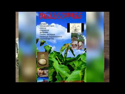 Грецкий орех ЯЦЕК . Polish sort of nut.