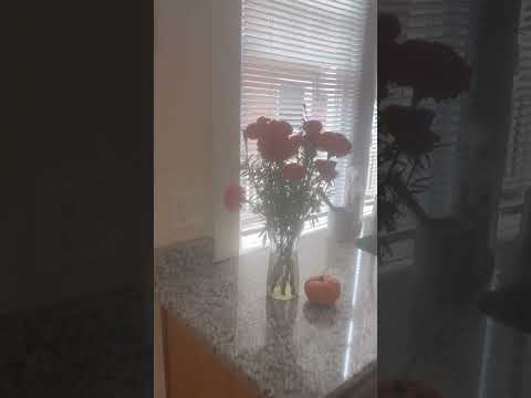 3021 Monument Avenue - Video 2 of 2