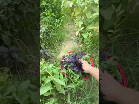 Salatlıq üçün reyhan dərirəm #kəşfet #nature #reyhan