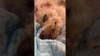 食べ疲れで寝る #シニア犬との暮らし #癒し #トイプードル #元繁殖犬 #眠る #犬のいる生活 #寝たきり #保護犬 #犬の介護#シニア犬との暮らし #ララちゃん #shorts