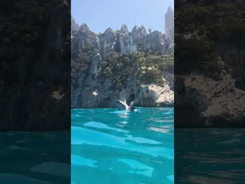 Un dauphin étonnant veut se montrer