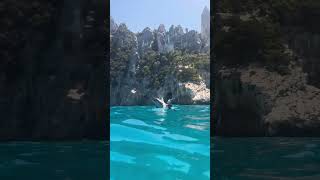 Un dauphin étonnant veut se montrer