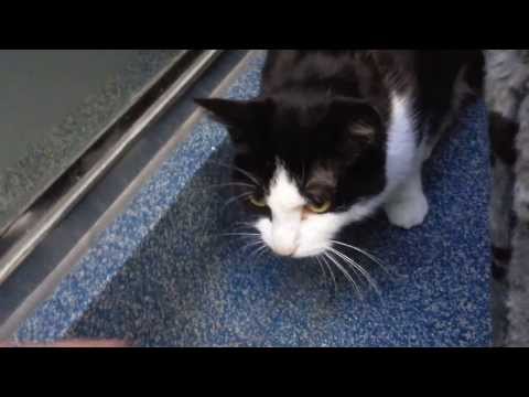 Latoya the gentle shiny sweetie.