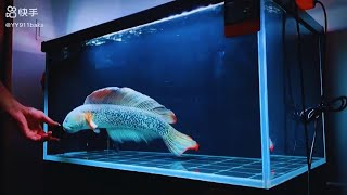 Download lagu Beautiful Monster Channa Barca | Amazing Snakehead in Aquarium mp3