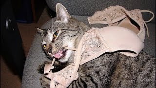 Cats Who Are Obsessed With Bras