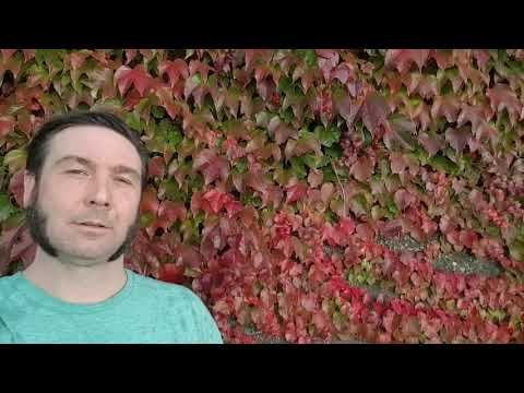 Video Sample