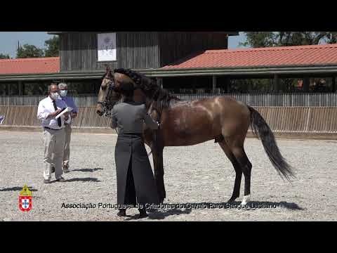 210717 17 Litio de Montejunto - Aprovação de Garanhões