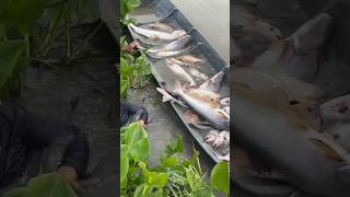 Download lagu Who would have thought, big fish hidden behind the plants #fishing #fishing #shorts mp3