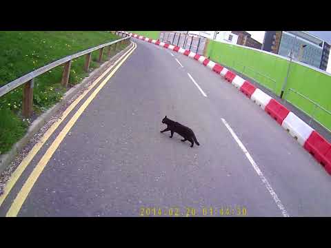 black cat black dog cross path same day