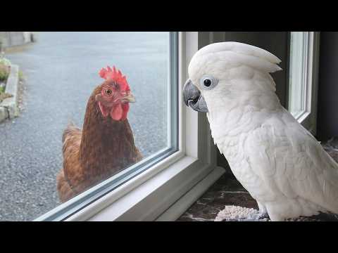 This Parrot Has Never Seen A Chicken Before… 😂🦜 Funniest Parrots Ever