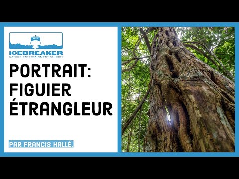 download lagu mp3 mp4 Figuier étrangleur, download lagu Figuier étrangleur gratis, unduh video klip Figuier étrangleur