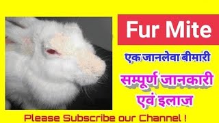 How to treat fur mite in Rabbits | Hindi || Guinea Bunny India