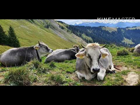 , title : 'Những chú bò ở Thuỵ Sĩ//Cuộc sống ở Thuỵ Sĩ'