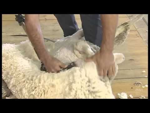 AWI Novice - Shearing positions - The Long Blow - Demonstration