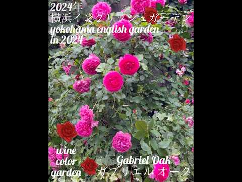 イングリッシュオーク 植物