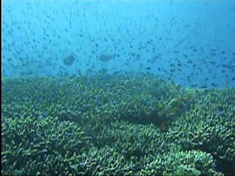 The Japanese Shipwreck - Amed - Bali Reef Divers - Dive Bali