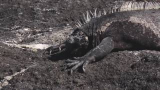 Galápagos Islands' "Iguana City"