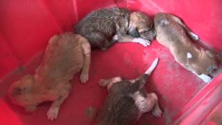 preview picture of video 'Saffie, Brufut, puppies'