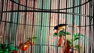 Download lagu MASTERAN SOGON ISIAN Cililin.CIGUN & BELALANG EMAS || mencetak materi lomba#terapisogon #sogonijoan mp3 Download lagu MASTERAN SOGON ISIAN Cililin.CIGUN & BELALANG EMAS || mencetak materi lomba#terapisogon #sogonijoan mp3