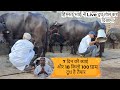 Live Milking 7 दिन की ब्याई 18 किलो 100 ग्राम दूध है