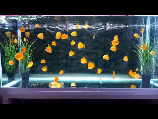 Hoome bred Young discus fish in 150 gallon tank