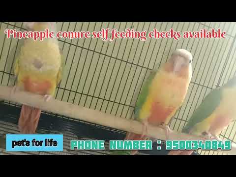 pineapple conure self feeding checks for available 3.5k only