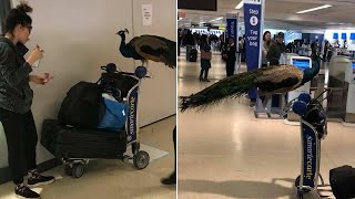 Emotional Support Peacock Denied Seat on Plane