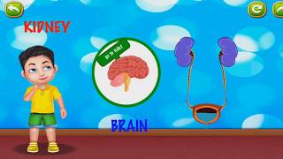 The Human Body for Kids | Kidneys for children | Educational cartoons