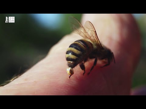 Sebevražedný útok včely zblízka. Její jed může léčit rakovinu