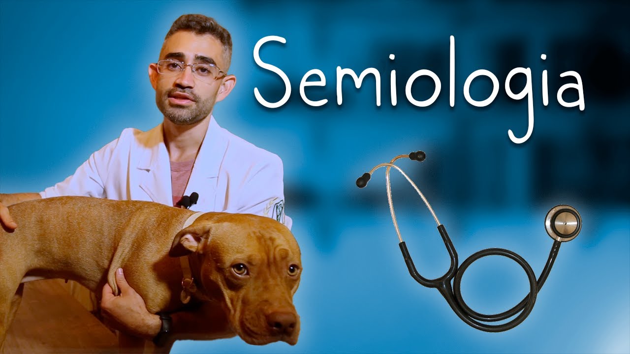 Semiologia veterinária | Disciplinas da Vet #12