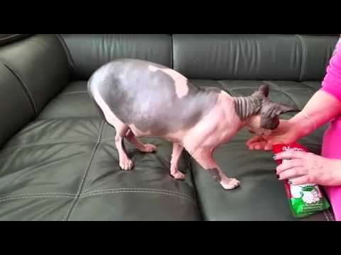 Ilya's sphinx and her favorite "yummiz"