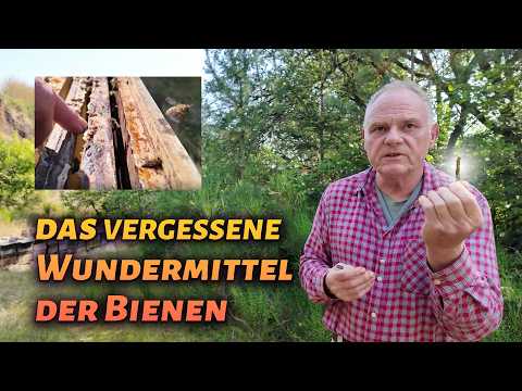 The forgotten healing power of bees: Propolis, the natural antibiotic from the beehive