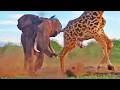 Giraffe Takes One Last Drink Before It Is Stabbed By Elephant
