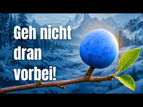 Sloes: healthier than acai and chia combined! Local superfood on your doorstep 🌿