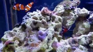 How to setup a 10 gallon nano reef tank, day 118