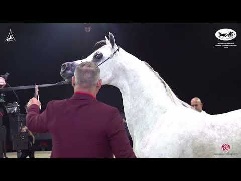 N 102 RAFEA AL RAYAT   World Arabian Horse Championship 2022   PARIS   Junior Colts Section B Class