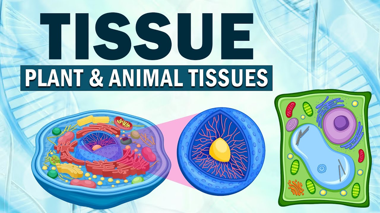 Class 9 | Tissue Plant and Animal tissues | Biology | ICSE Board | Home Revise