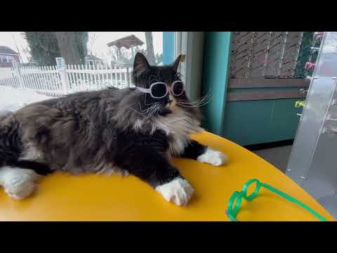Truffles the Kitty loves her colorblindness glasses! She won't take them off!