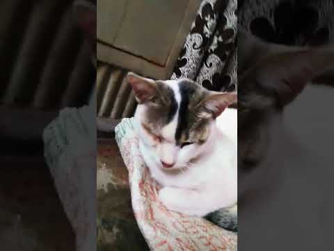 RIP 🙏😥 Type karne pe bhi rona a raha he 2 saal purana video  eha par save to raha ga 😔 #shorts #cat