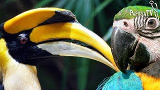 Hornbills and parrots