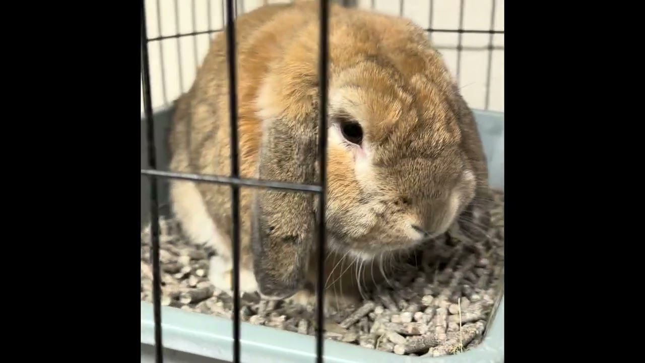 Enlarge Cinnamon- #50436, a ADOPTABLE Mini Lop in Columbia, MD video 4/4
