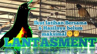 Download lagu Murai Borneo Gacor 'Lantasment 'Ikut latihan Bersama mp3