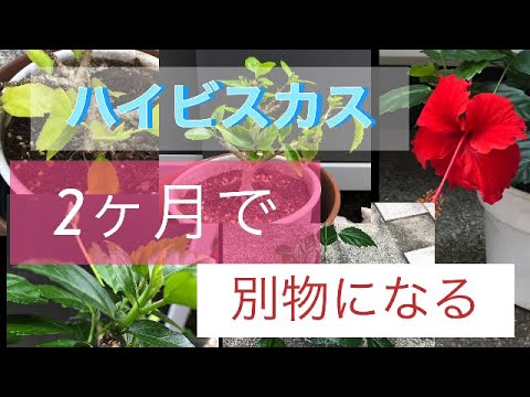 巨大なハイビスカス、多年草のハイビスカス 植物