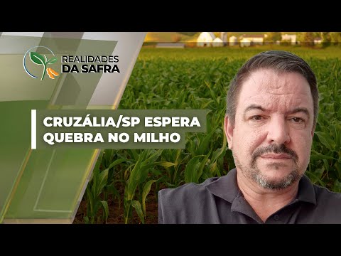 Após soja com perdas de 35%, Cruzália/SP espera queda de produtividade também no milho