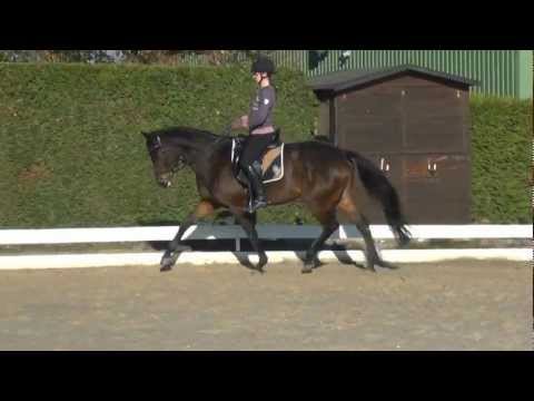 Braune Aquilino-Stute - Westfale - 163 cm