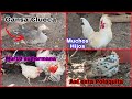 This Happened In The Chicken Coop Clucking Goose The Polish Rooster S Chicks Are Born 2