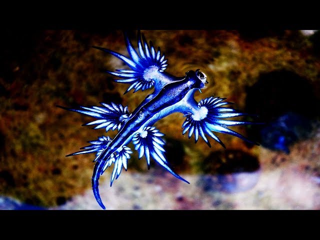 英語のglaucusのビデオ発音