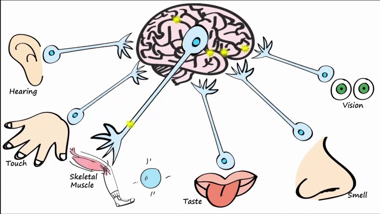 Electrophysiology Part 1 - The Resting Membrane Potential (RMP) & Action Potentials