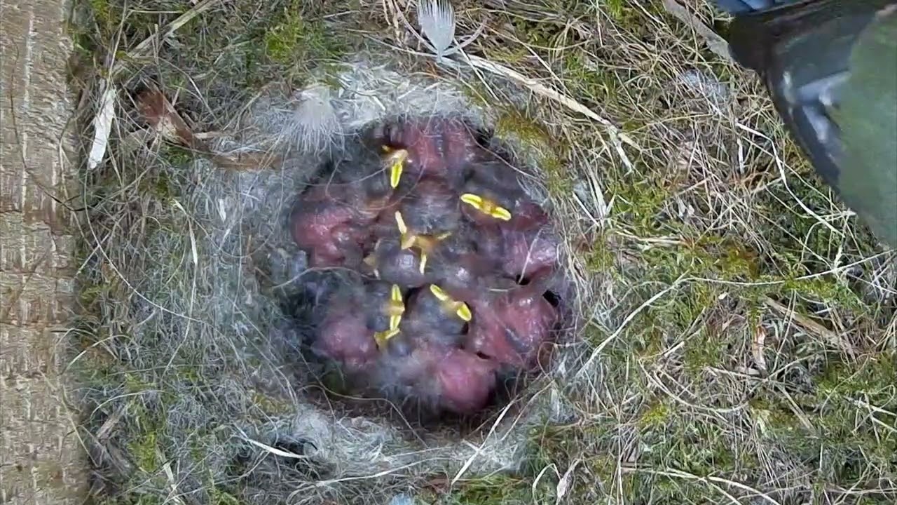 Gefräßiges Blaumeisen-Küken gibt zu große Raupe nicht her | 08.05.2026