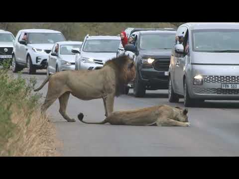 Traffic drama at lion roadblock in the Kruger National Park! #lions #lion #krugersightings
